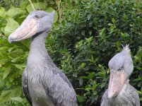 facts-about-the-strange-and-impressive-shoebill-stork.jpg