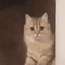 4745-cat-leave.gif